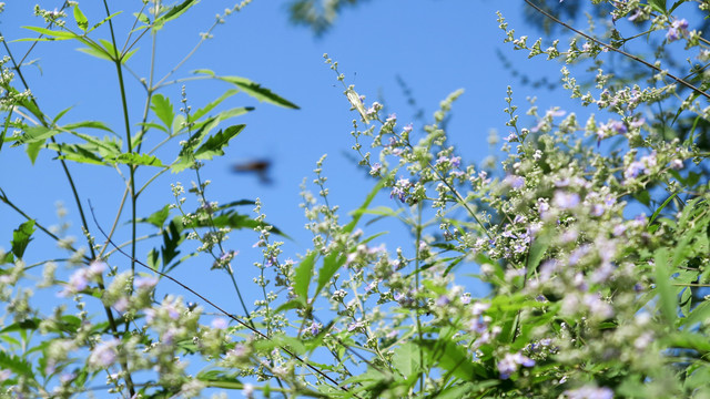 荆棵花