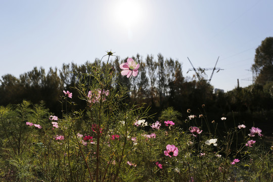 田野里的格桑花