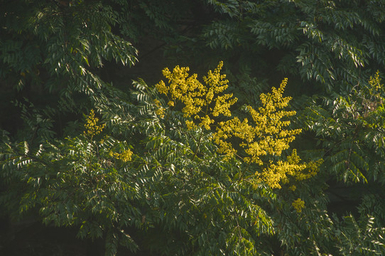 栾树花枝