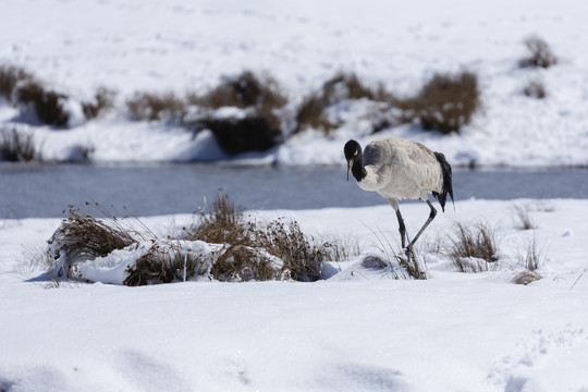 雪地觅食的黑颈鹤