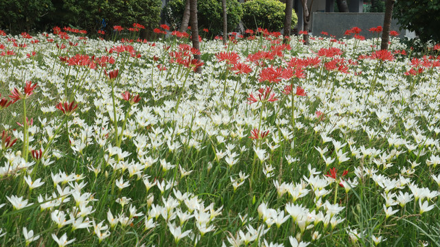 白花菖蒲莲