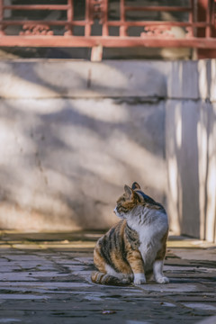 故宫的猫