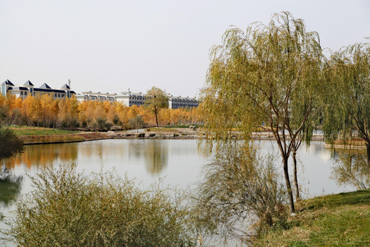 甘肃高台县湿地公园