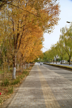 秋天的马路