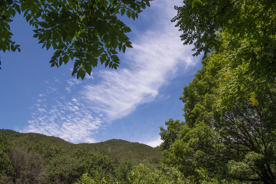 夏日风景