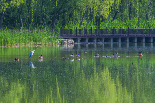 湿地风光