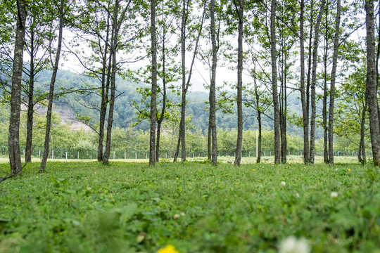 草原野花