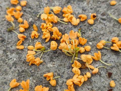 散落桂花