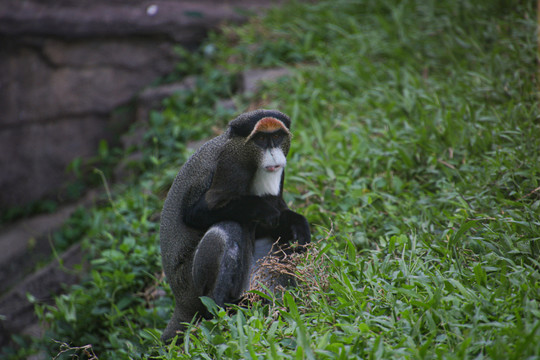 广州动物园猴子