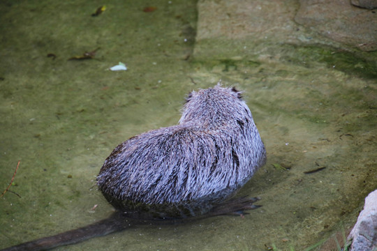 水老鼠