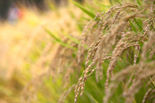 重要主食之一的稻米种植在田间