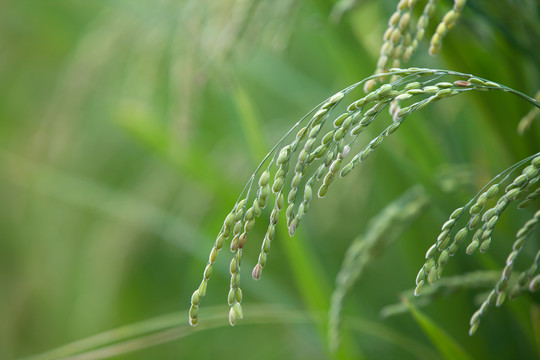 稻田里还未成熟的水稻稻穗特写