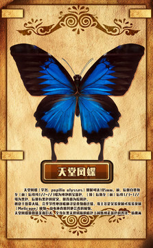 天堂鳳蝶
