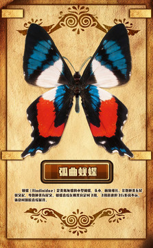 秘魯蜆蝶