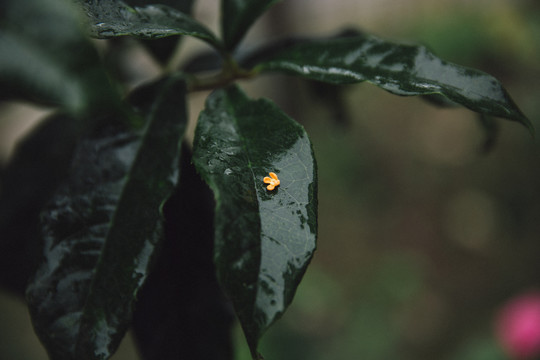 雨天的桂花