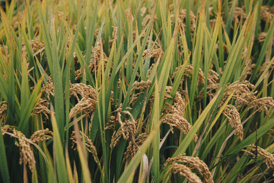 下雨天的水稻稻田