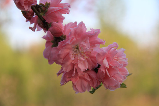 桃花