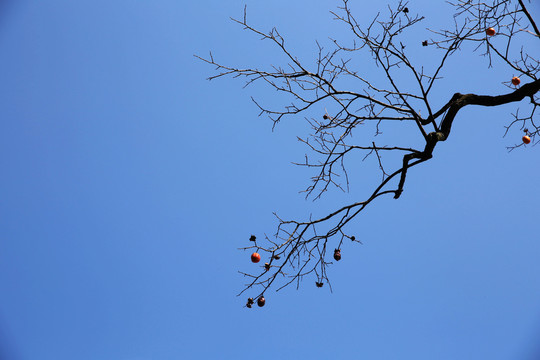 蓝天枯树枝