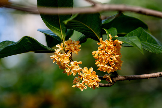 桂花