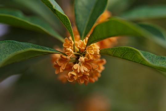 桂花枝