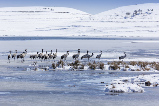 昭通大山包大海子冰面上的黑颈鹤