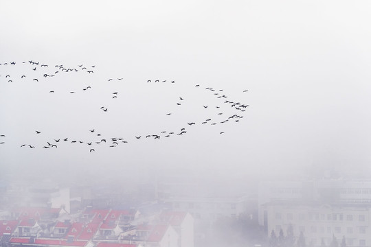 雾中的城市飞来一群鸟