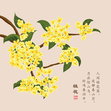 桂花插画