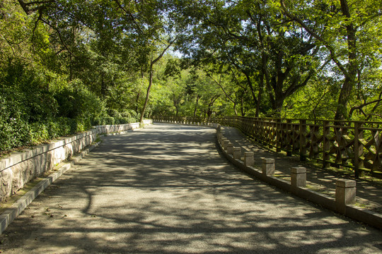 林荫道木栈道小路