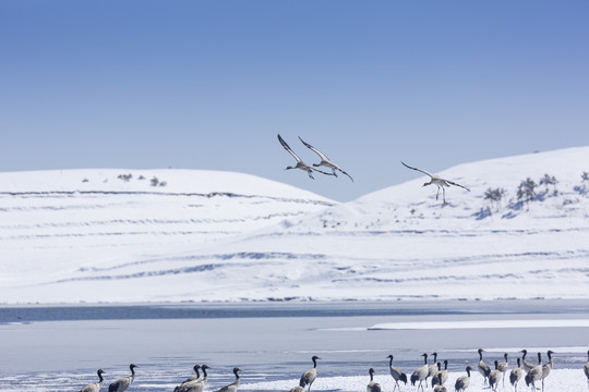 雪山蓝天飞翔的黑颈鹤