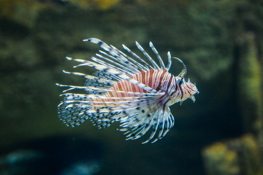 水族馆里的海鱼