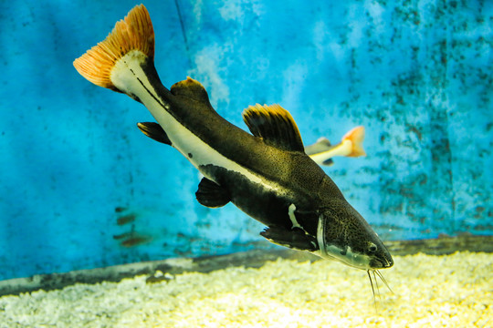 水族馆里的海鱼