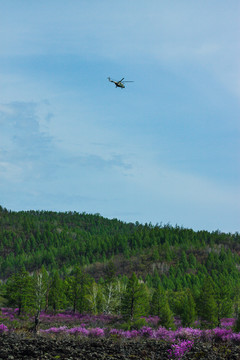 森林直升飞机