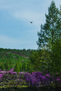 春季森林防火直升飞机