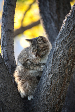 猫树上的猫