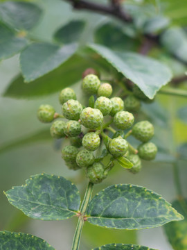 芸香科植物花椒的果实