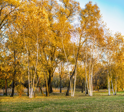 秋天黄树林