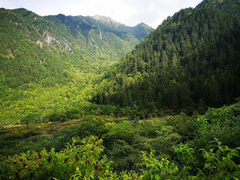 高山植被