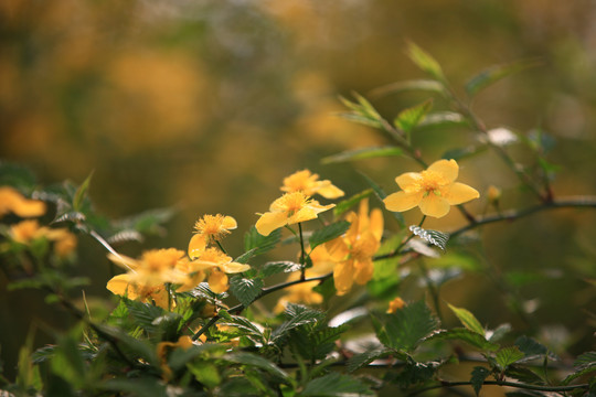 棣棠花