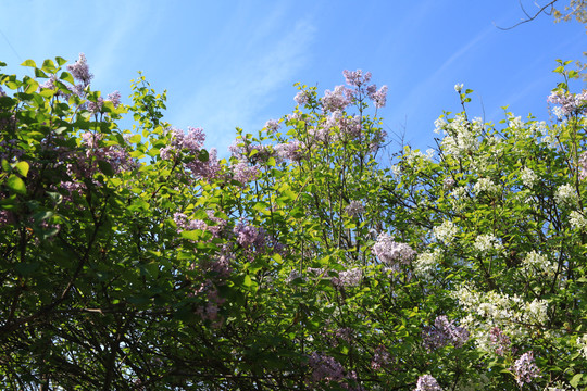 丁香花