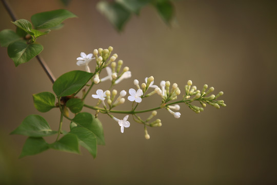 丁香花