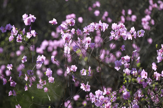 杜鹃花