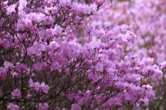 杜鹃花