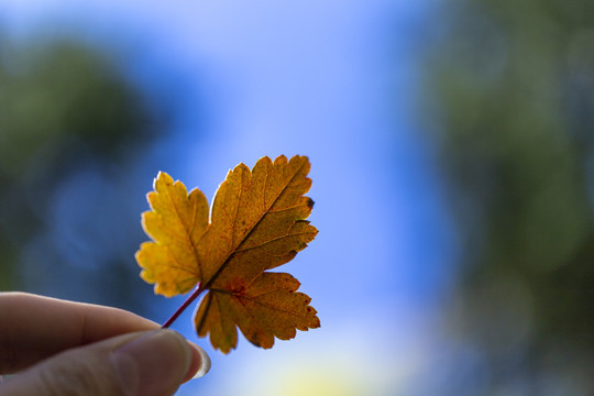 秋季黄叶红叶植物特写