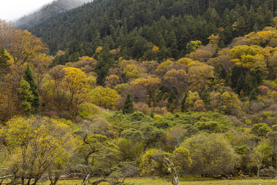 川西森林秋季黄叶彩林风光