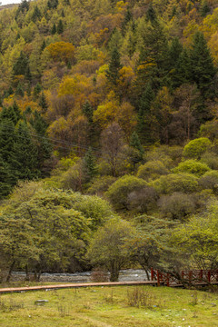 秋季川西高原森林彩林风光