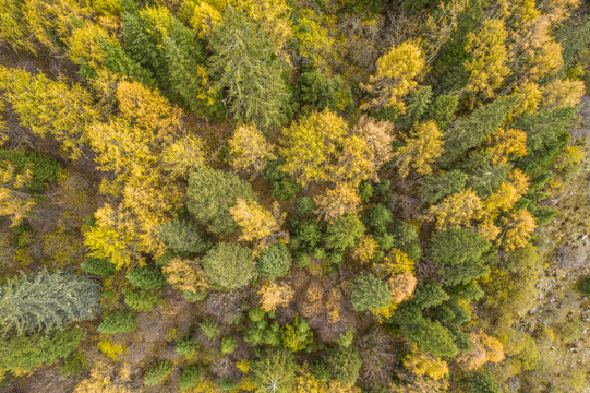 川西高原秋季彩林自然风光