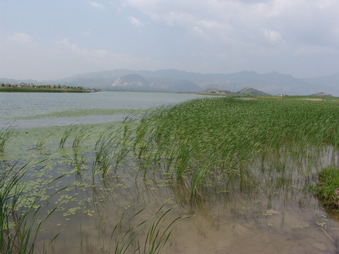 水库湿地