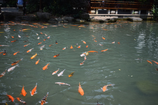 鲤鱼池