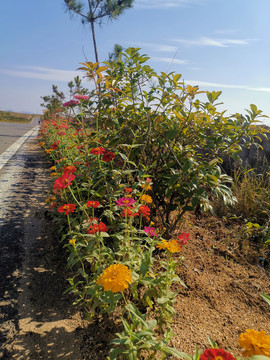 菊花路