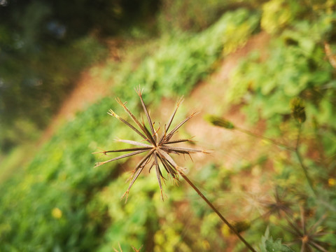 鬼针草